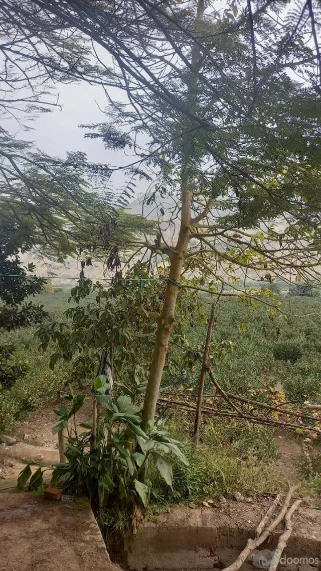 TERRENO CALANGO — foto 1