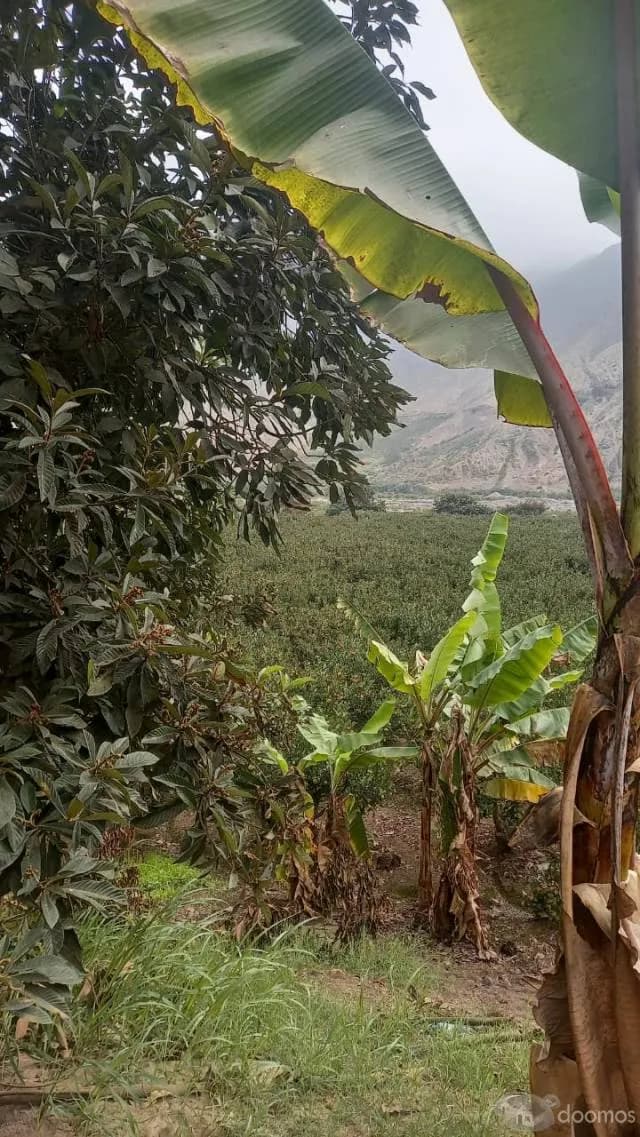 TERRENO CALANGO — foto 5