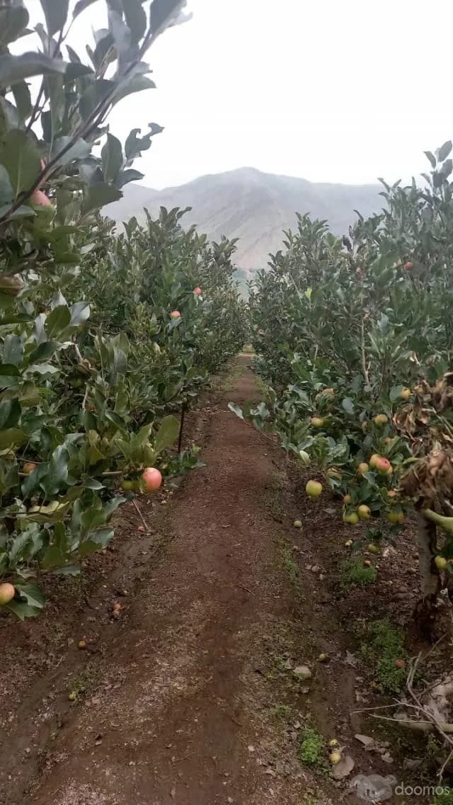 TERRENO CALANGO — foto 6