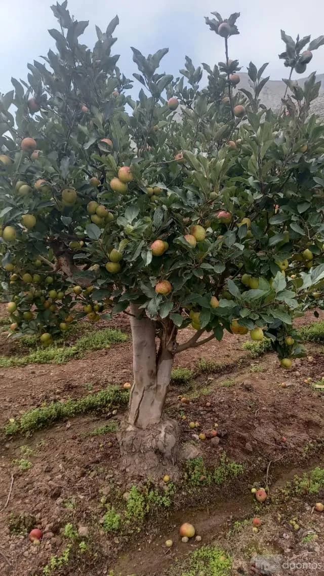 TERRENO CALANGO — foto 8