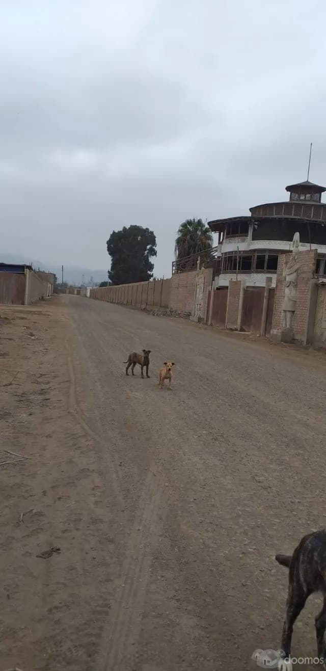 Vendo Terreno en Chilca — foto 4