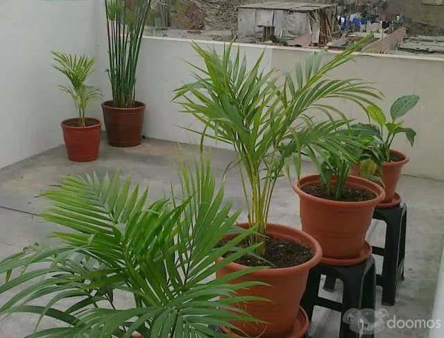 Alquiler Departamento San Martín de Porres — foto 3