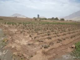 VENDO EN CAMPIÑA DE MOCHE 2,678 M2. Reg7. SUNARP, PARA CASAS HUERTA, TRUJILLO