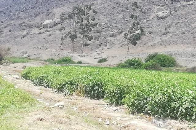 VENTA TERRENO PACHACAMAC, TOMINA, 14 000m2 aprox. — foto 5