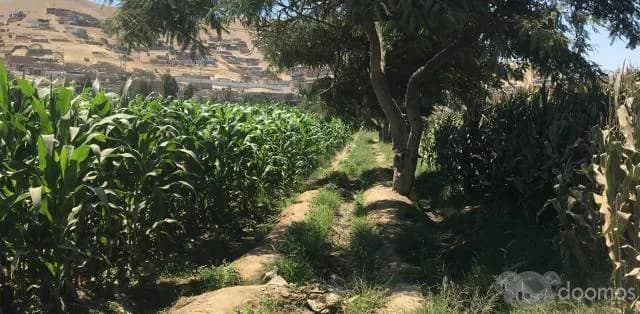 FRUCTÍFERA PARCELA 4 HAS. EN CAÑETE! — foto 3