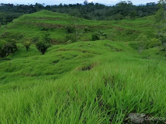 TERRENO 30 -  90  - 200 HECTAREAS - UCAYALI — foto 1