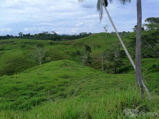 TERRENO 30 -  90  - 200 HECTAREAS - UCAYALI — foto 5