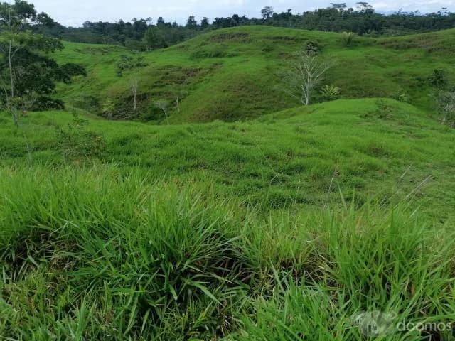 TERRENO 30 -  90  - 200 HECTAREAS - UCAYALI — foto 6