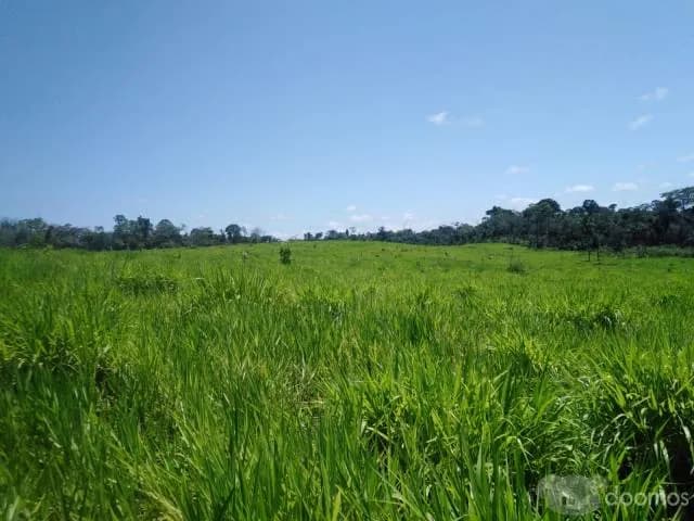 VENTA DE TERRENO AGRICOLA - CAMPO VERDE - PUCALLPA — foto 4