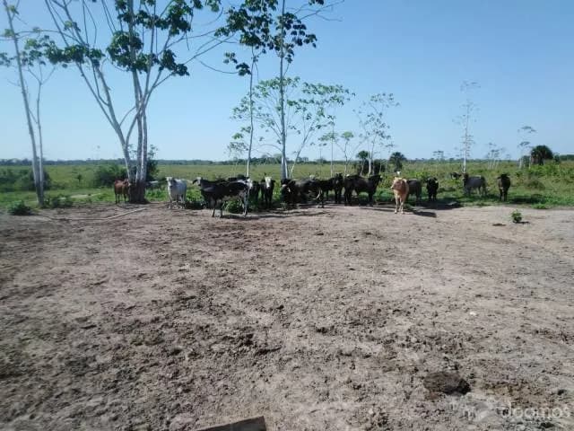 VENTA DE TERRENO AGRICOLA - CAMPO VERDE - PUCALLPA — foto 5