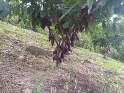 SE VENDE FINCA DE CACAO