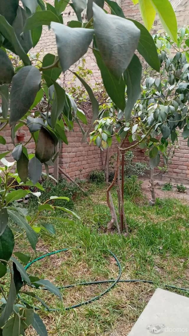 ALQUILER DE CASA AMOBLADA/1 HABITACION, AMPLIOS JARDINES Y COCHERA — foto 7
