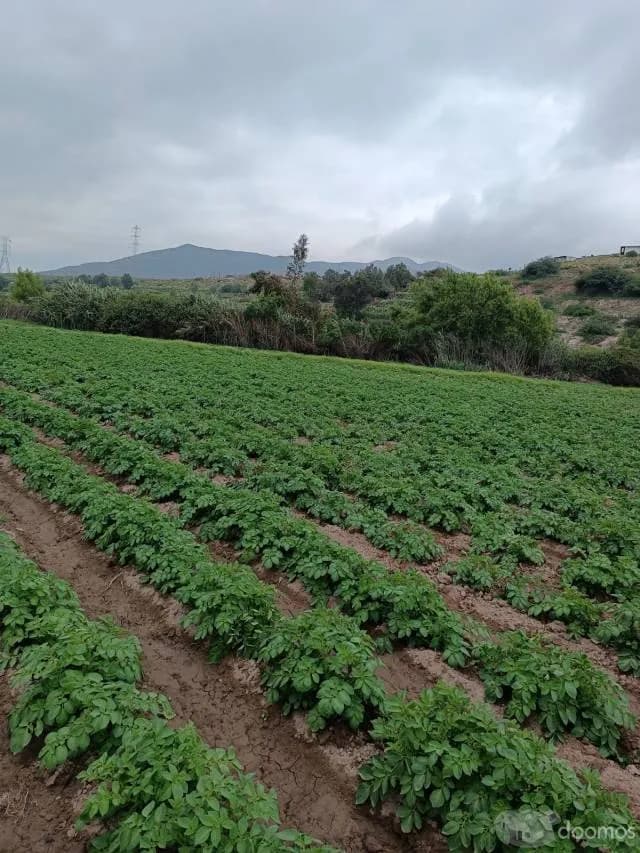Ocasión Fundo la Romaña — foto 6
