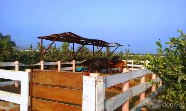 VENTA EXCLUSIVAS CASAS DE CAMPO HUARAL - A ESTRENAR — foto 6