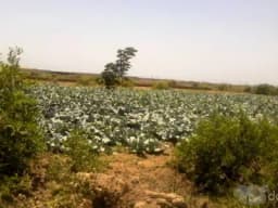 REMATO EN MOCHE 8,850 M2. Reg/.SUNARP, TRUJILLO