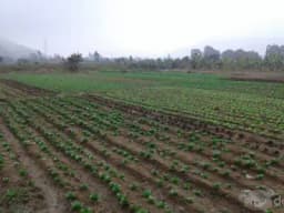 Terreno barato 2,000m2 con titulo para casa de Campo $50 - Cieneguilla