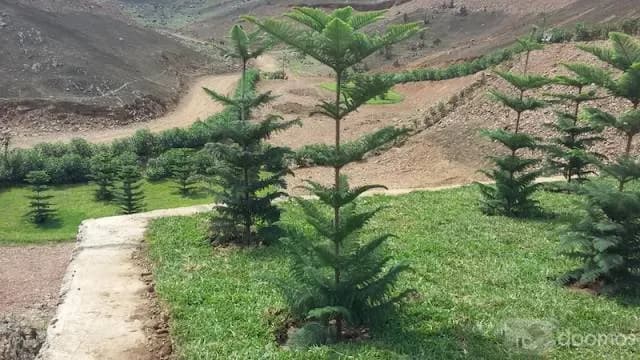 TERRENOS PARA CASA DE CAMPO - PACHACAMAC — foto 2