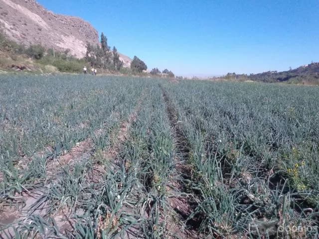 OCASIÓN VENDO TERRENO VALLE DE CHILINA 66000 dólares — foto 5
