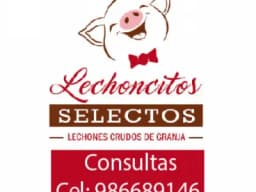 Lechones Crudos para Eventos