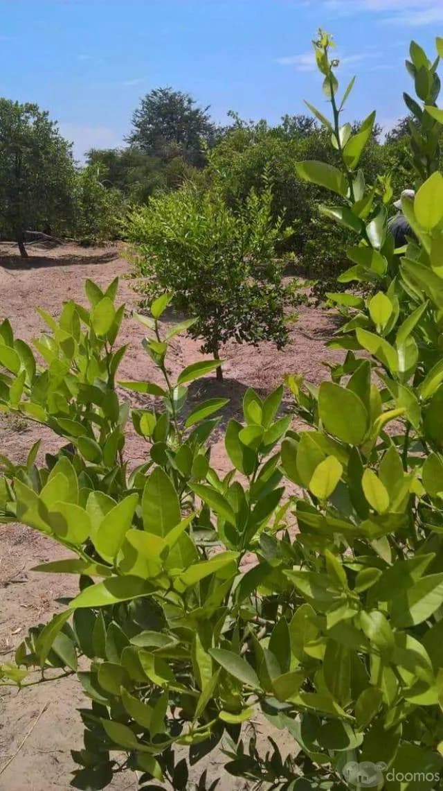 SE VENDE PARCELA — foto 2