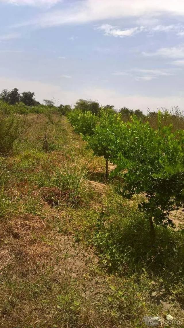 SE VENDE PARCELA — foto 4