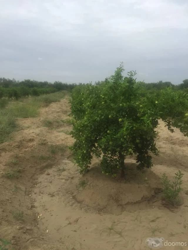 SE VENDE PARCELA — foto 5