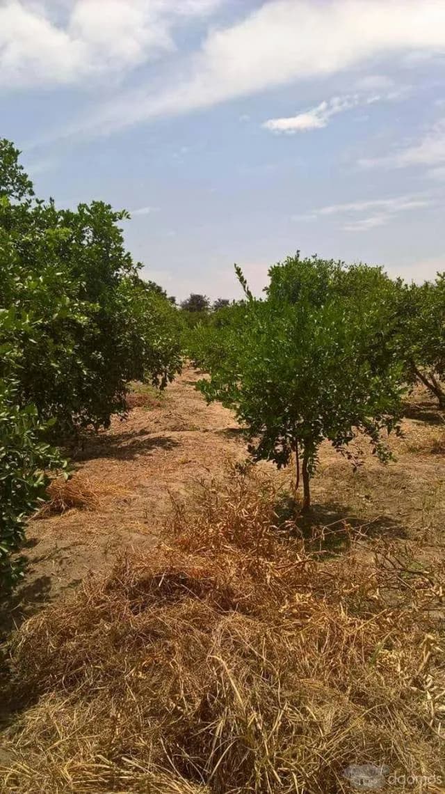 SE VENDE PARCELA — foto 7