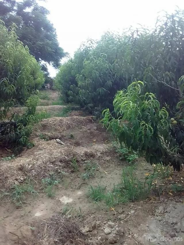 GRAN OPORTUNIDAD VENTA TERRENO EN ASIA-CAÑETE — foto 1