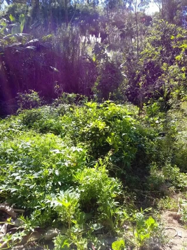 TERRENO EN VENTA EN LA CIUDAD DE CHACHAPOYAS — foto 2
