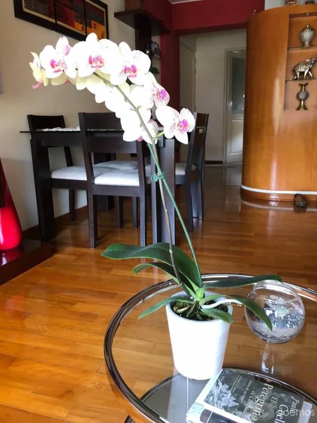 Lindo departamento Monterrico Surco — foto 4