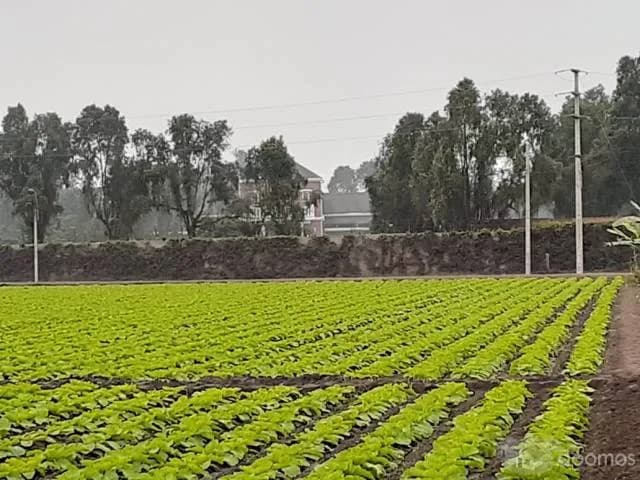 Venta de terreno en Pachacamac — foto 5