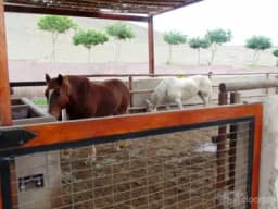 Venta de terreno en Fundo Pradera de Asia, km 92.5 Panamericana Sur Cañete
