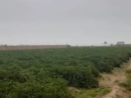 TERRENO AGRÍCOLA EN VENTA