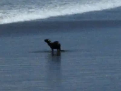 DEPA EN LA PLAYA LEJOS DEL STRESS DESDE 350 SOLES!!! EL DIA