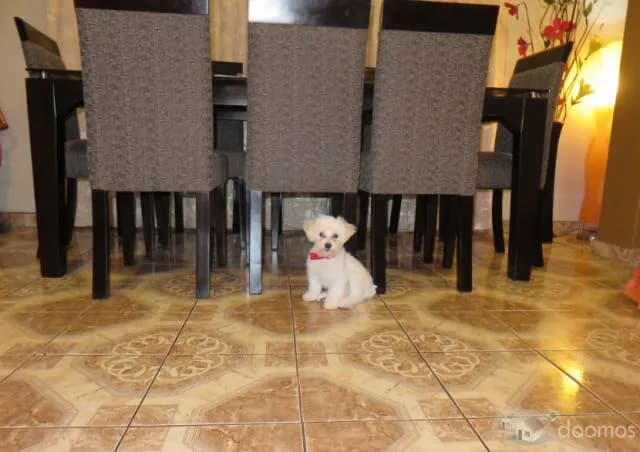 SE VENDE CASA - El Agustino — foto 7