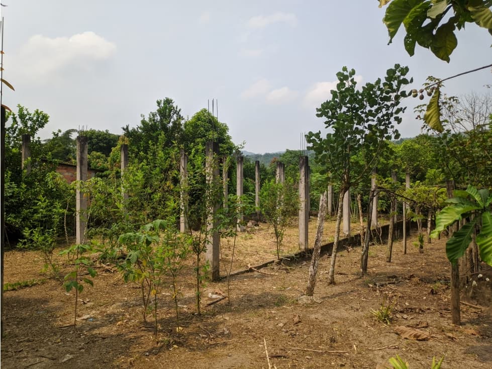 LOTE CON FRUTALES - SAN ANTONIO DE CUMBAZA — foto 5