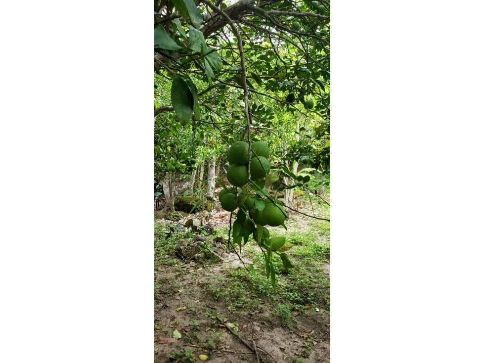 LOTE CON FRUTALES - SAN ANTONIO DE CUMBAZA — foto 1