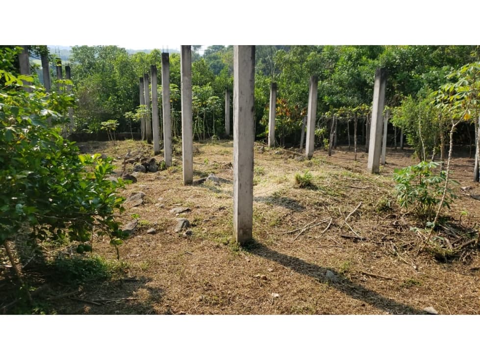 LOTE CON FRUTALES - SAN ANTONIO DE CUMBAZA — foto 6